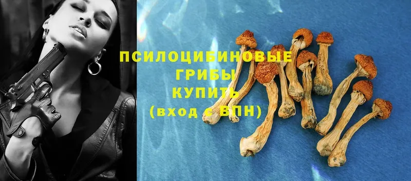 где купить наркоту  Бежецк  Псилоцибиновые грибы Psilocybe 